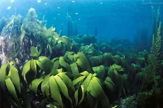 富硒茶里含有硒吗(茶含有富硒里硒含量多少)-硒宝网