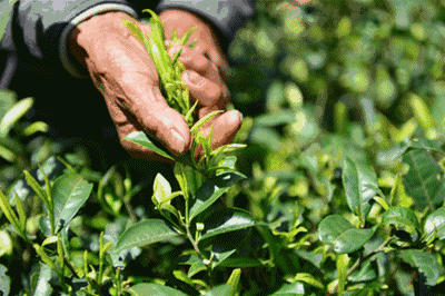恩施富硒茶含硒吗（恩施茶含硒量是多少）-硒宝网