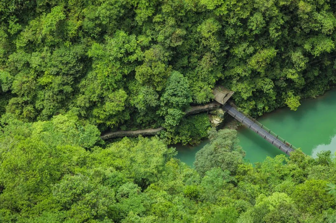 恩施雨露 富硒茶(恩施雨露的功效)-硒宝网