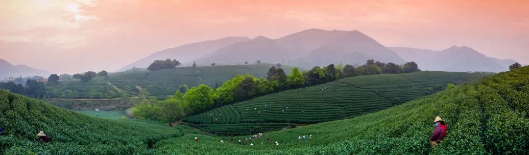 恩施雨露 富硒茶(恩施雨露的功效)-硒宝网
