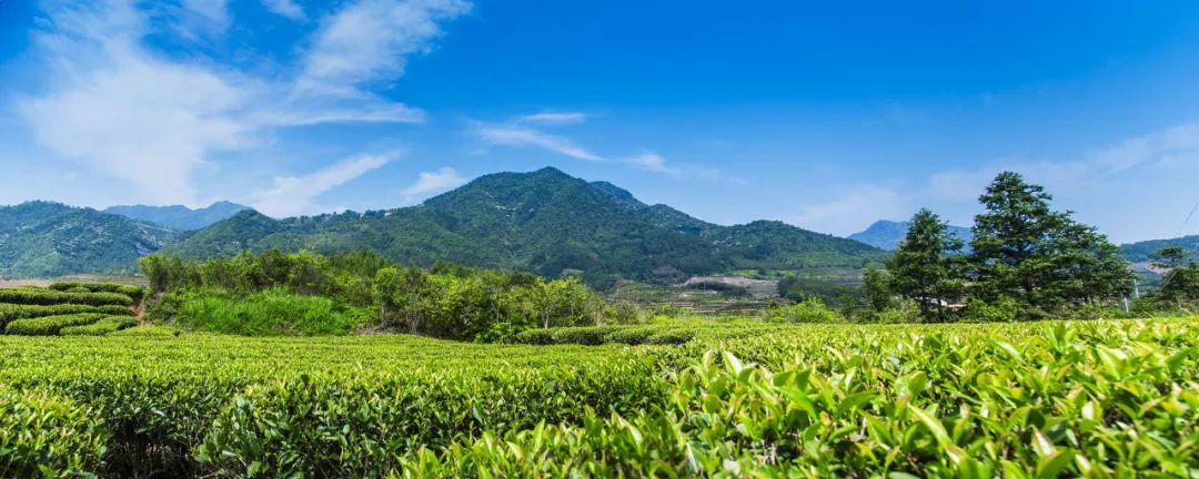 恩施雨露 富硒茶(恩施雨露的功效)-硒宝网