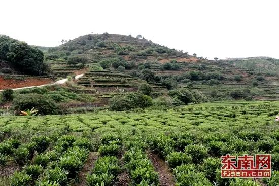 有机富硒茶 诏安(富硒茶园)-硒宝网