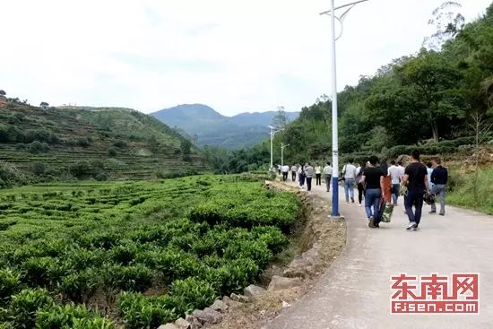 有机富硒茶 诏安(富硒茶园)-硒宝网