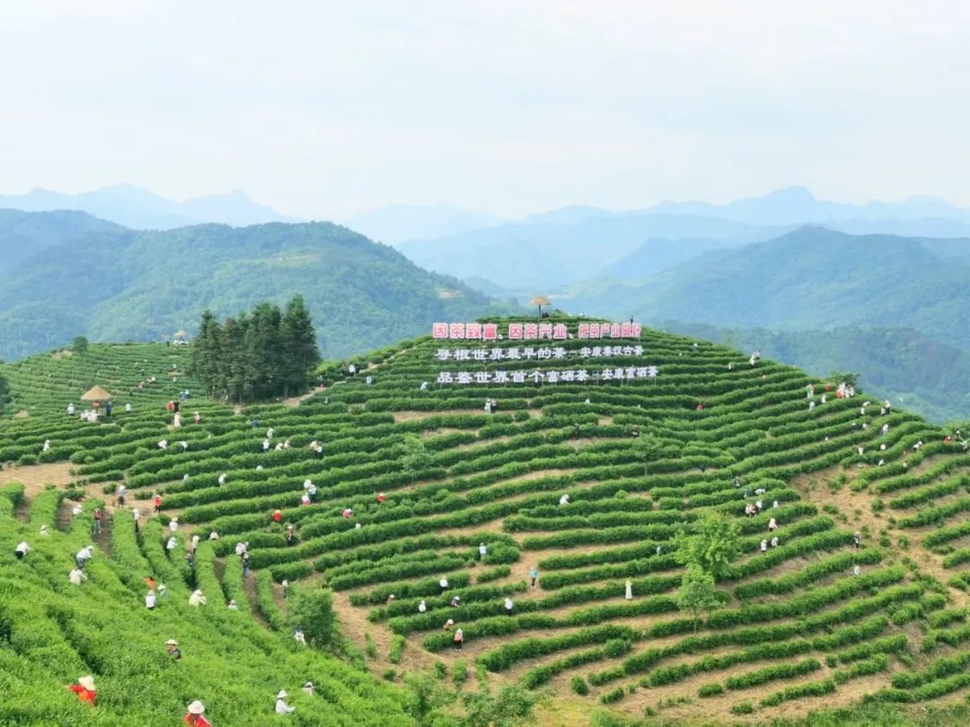 安康富硒茶 脱贫(安康富硒茶多少钱一斤汗水晨雾)-硒宝网