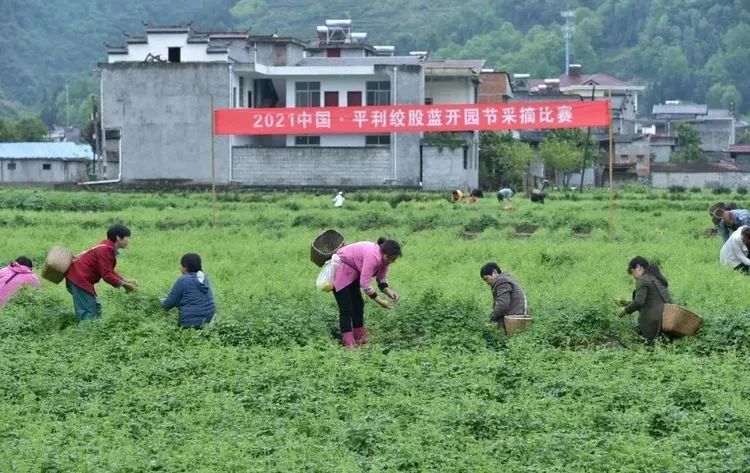 安康富硒茶 脱贫(安康富硒茶多少钱一斤汗水晨雾)-硒宝网