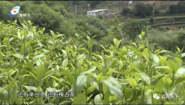 有机富硒茶 诏安（福建富硒茶）-硒宝网