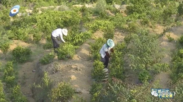 有机富硒茶 诏安（福建富硒茶）-硒宝网