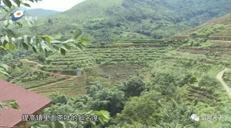 有机富硒茶 诏安（福建富硒茶）-硒宝网