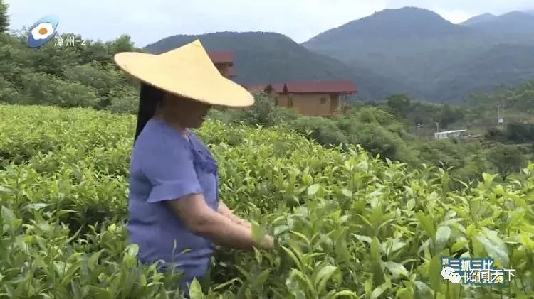 有机富硒茶 诏安（福建富硒茶）-硒宝网