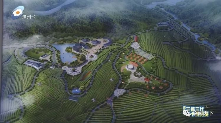 有机富硒茶 诏安（福建富硒茶）-硒宝网