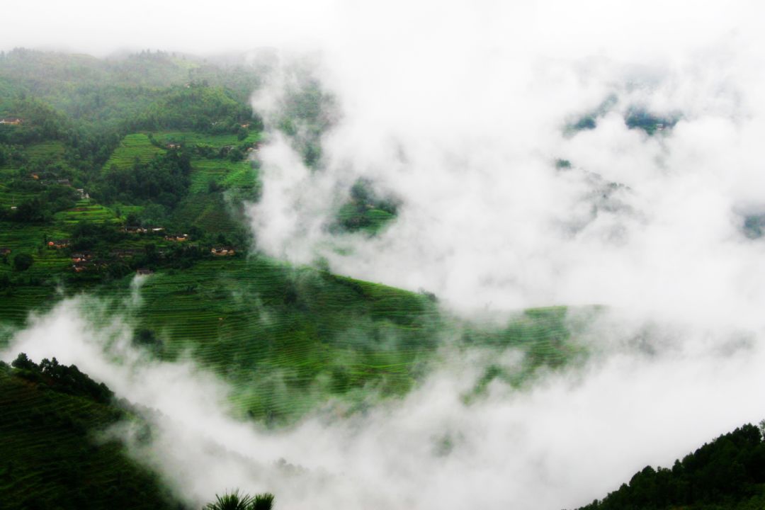 漳州 富硒有机茶（富硒有机茶价钱）-硒宝网