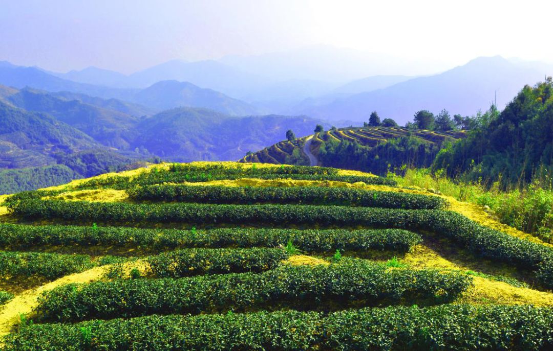 漳州 富硒有机茶（富硒有机茶价钱）-硒宝网