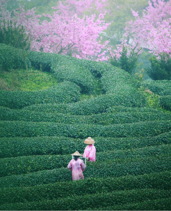 漳州 富硒有机茶（富硒有机茶价钱）-硒宝网