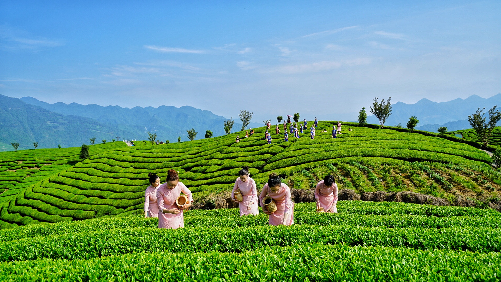 恩施富硒茶 袋装（恩施富硒茶叶多少钱一斤）-硒宝网
