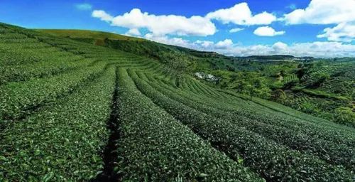 漳州 富硒有机茶（富硒茶具）-硒宝网