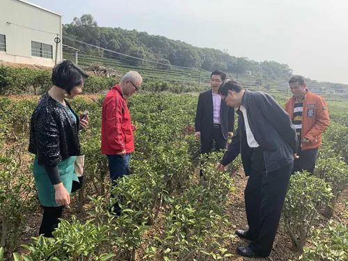 漳州 富硒有机茶（富硒茶具）-硒宝网