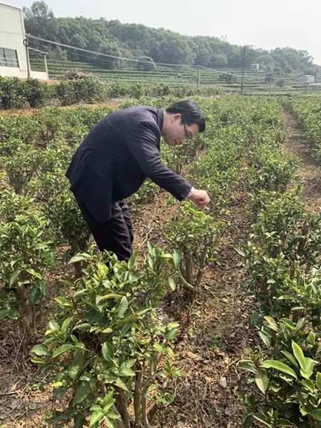 漳州 富硒有机茶（富硒茶具）-硒宝网