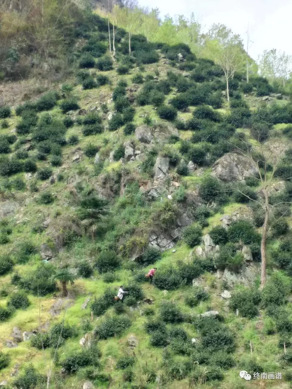 紫阳富硒茶 有机（紫阳富硒茶是绿茶吗）-硒宝网