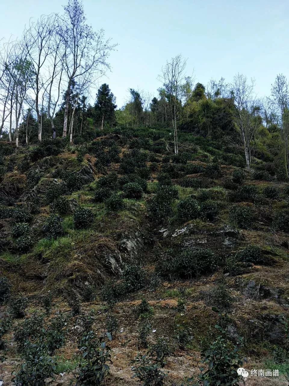 紫阳富硒茶 有机（紫阳富硒茶是绿茶吗）-硒宝网