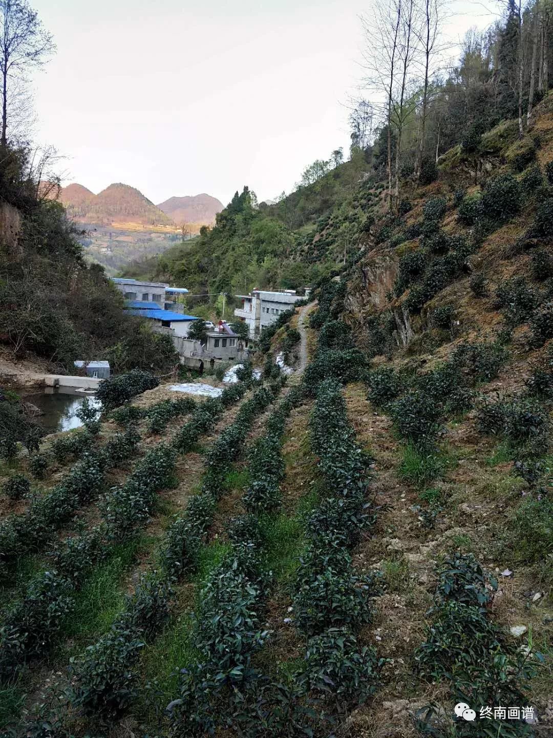 紫阳富硒茶 有机（紫阳富硒茶是绿茶吗）-硒宝网