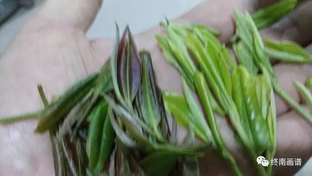 紫阳富硒茶 有机（紫阳富硒茶是绿茶吗）-硒宝网