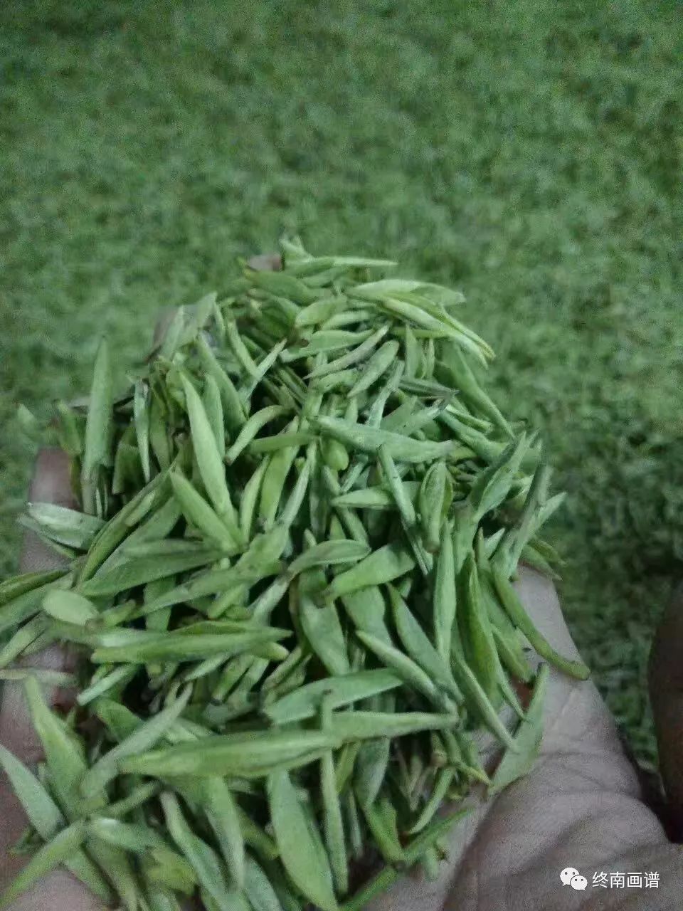 紫阳富硒茶 有机（紫阳富硒茶是绿茶吗）-硒宝网