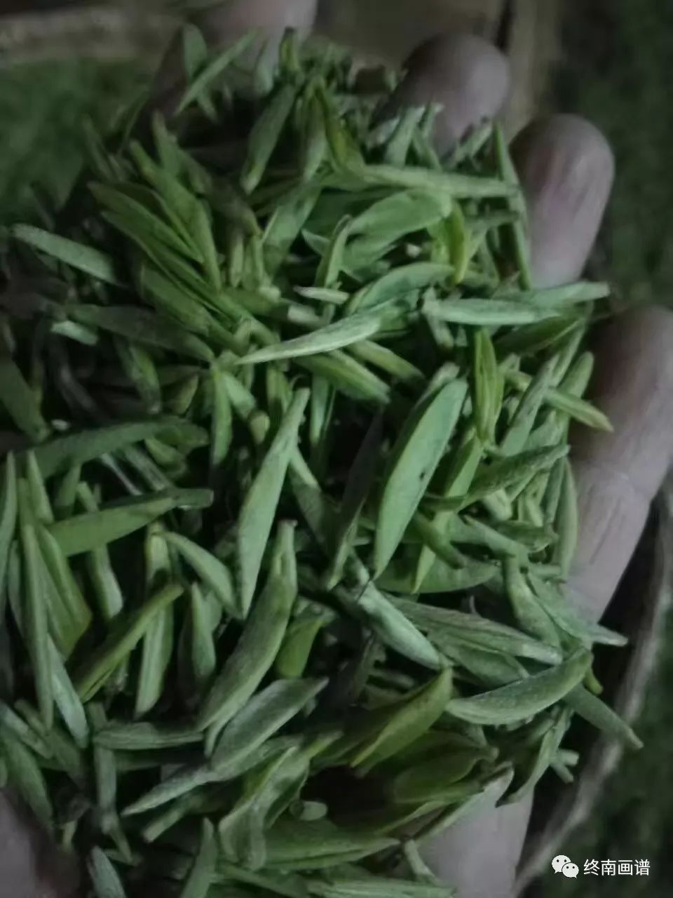紫阳富硒茶 有机（紫阳富硒茶是绿茶吗）-硒宝网