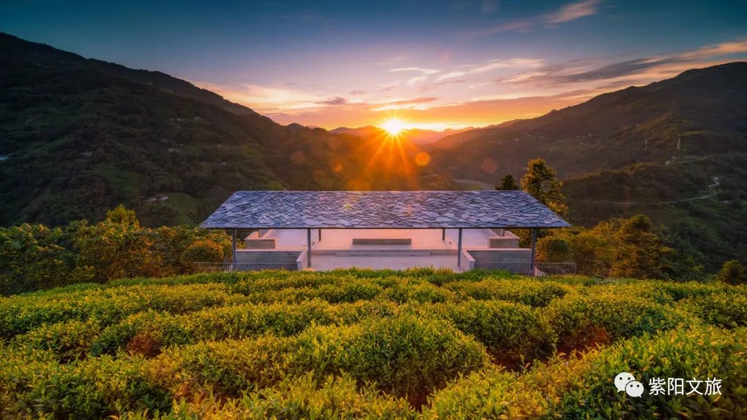 紫阳富硒茶 有机(紫阳茶富硒茶)-硒宝网