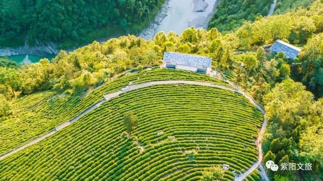 紫阳富硒茶 有机(紫阳茶富硒茶)-硒宝网