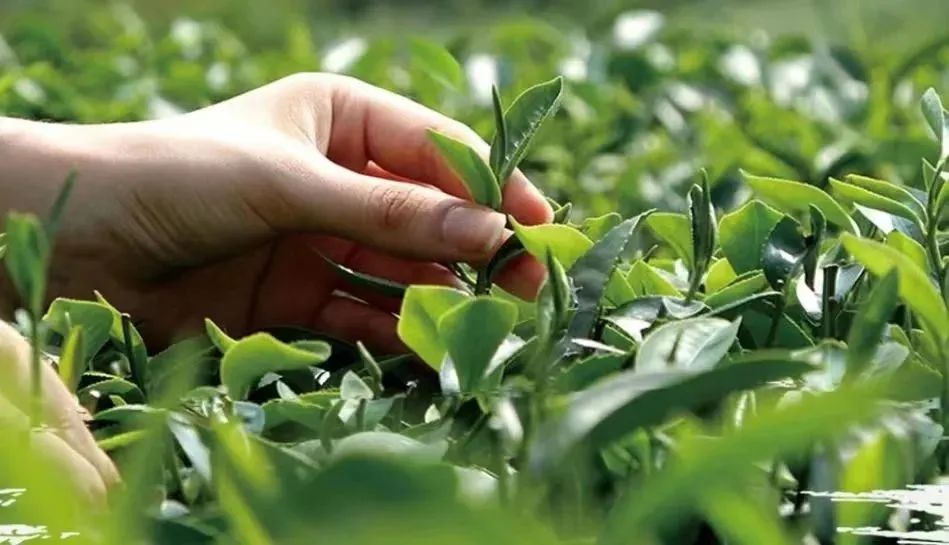 紫阳富硒茶 有机(紫阳茶富硒茶)-硒宝网