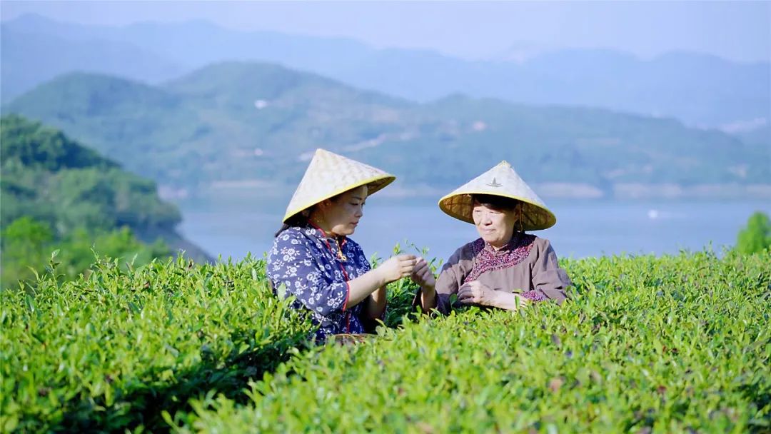 安康 富硒茶产业(安康富硒茶主要产自哪里)-硒宝网