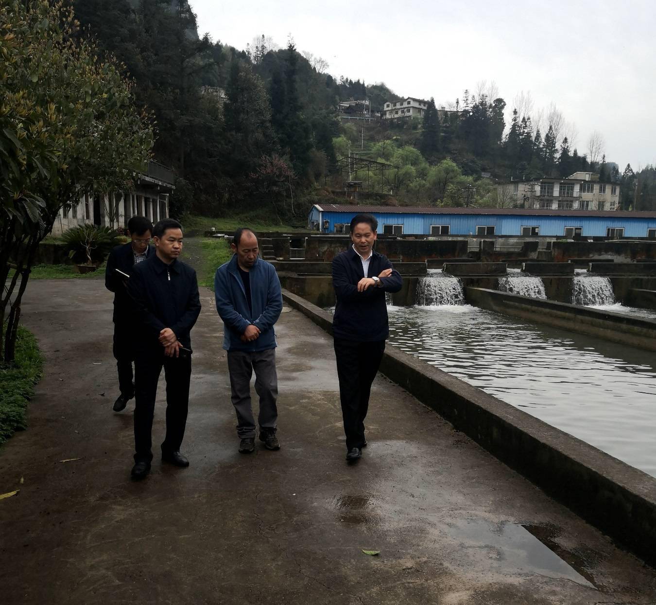 开阳富硒茶 产量(开阳富硒茶多少钱一斤)-硒宝网