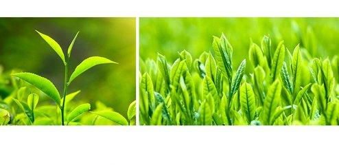 雨露茶业 富硒茶(天方茶业富硒茶)-硒宝网