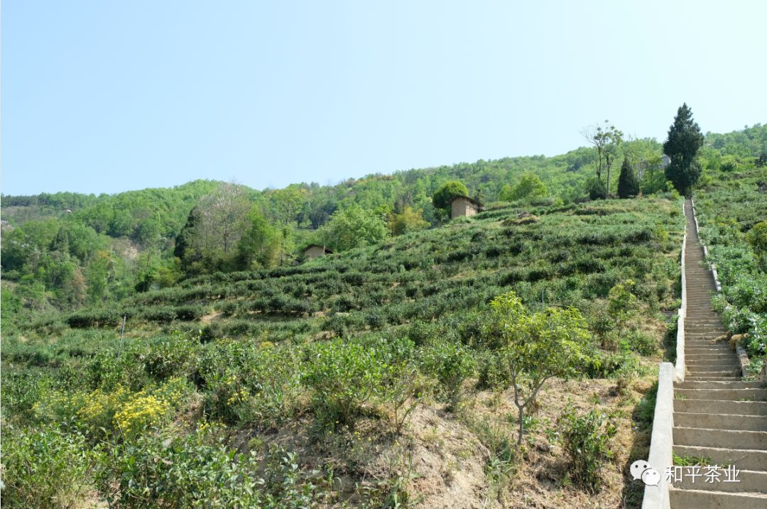 紫阳富硒茶 有机（紫阳富硒茶中的硒是什么）-硒宝网