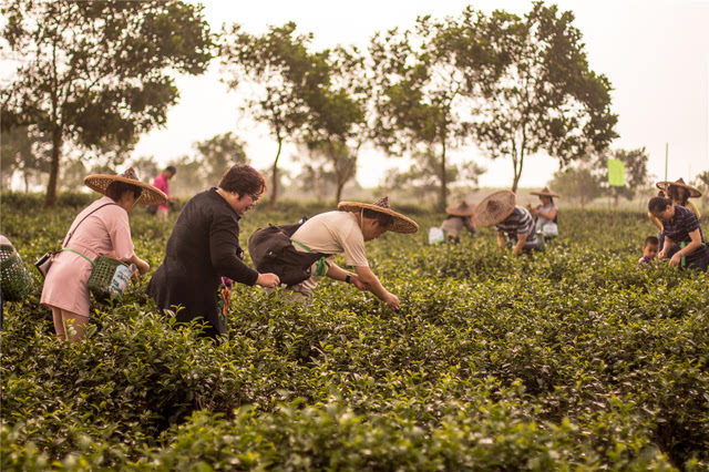 富硒茶 达州专卖(达州富硒茶产地)-硒宝网