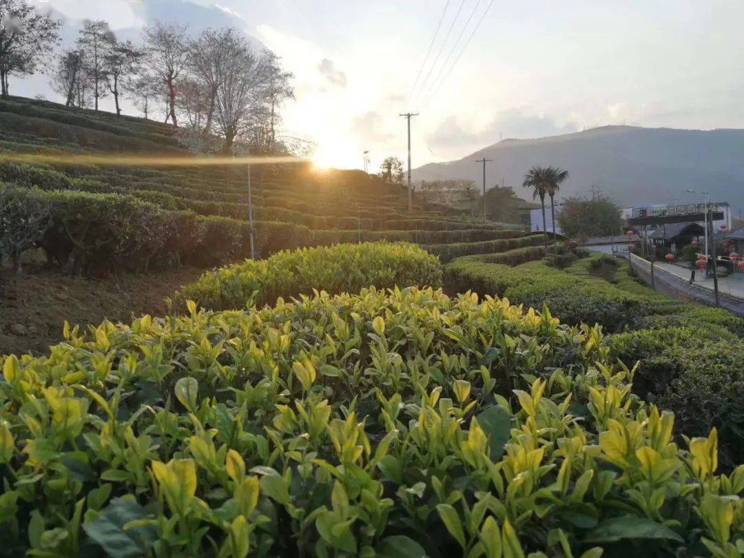 富硒茶 达州专卖(达州富硒茶产地)-硒宝网