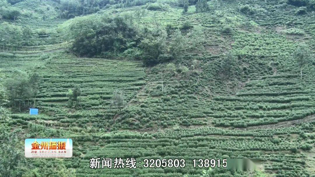 黒茶是不是富硒茶(富硒茶真的含硒元素吗)-硒宝网