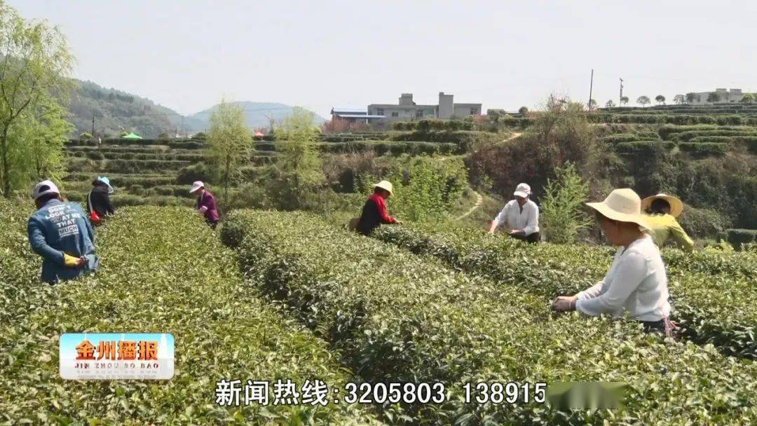 黒茶是不是富硒茶(富硒茶真的含硒元素吗)-硒宝网