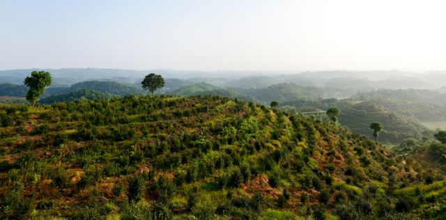 富硒茶硒字怎么样(富硒茶的口感特点)-硒宝网