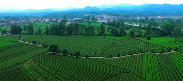 富硒茶硒字怎么样(富硒茶的口感特点)-硒宝网