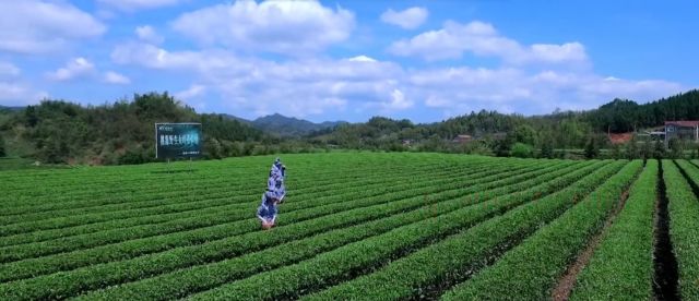 富硒茶硒字怎么样(富硒茶的口感特点)-硒宝网