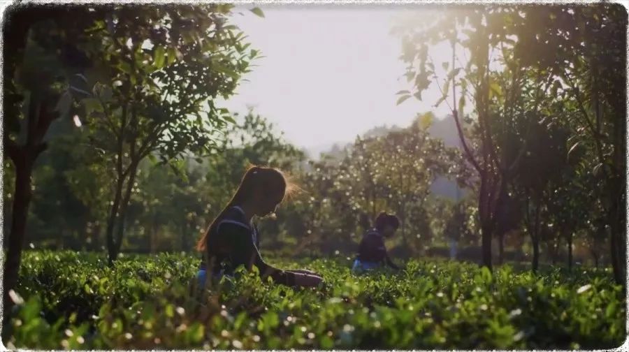茶凌春富硒有机茶(茶凌春富硒有机茶)-硒宝网