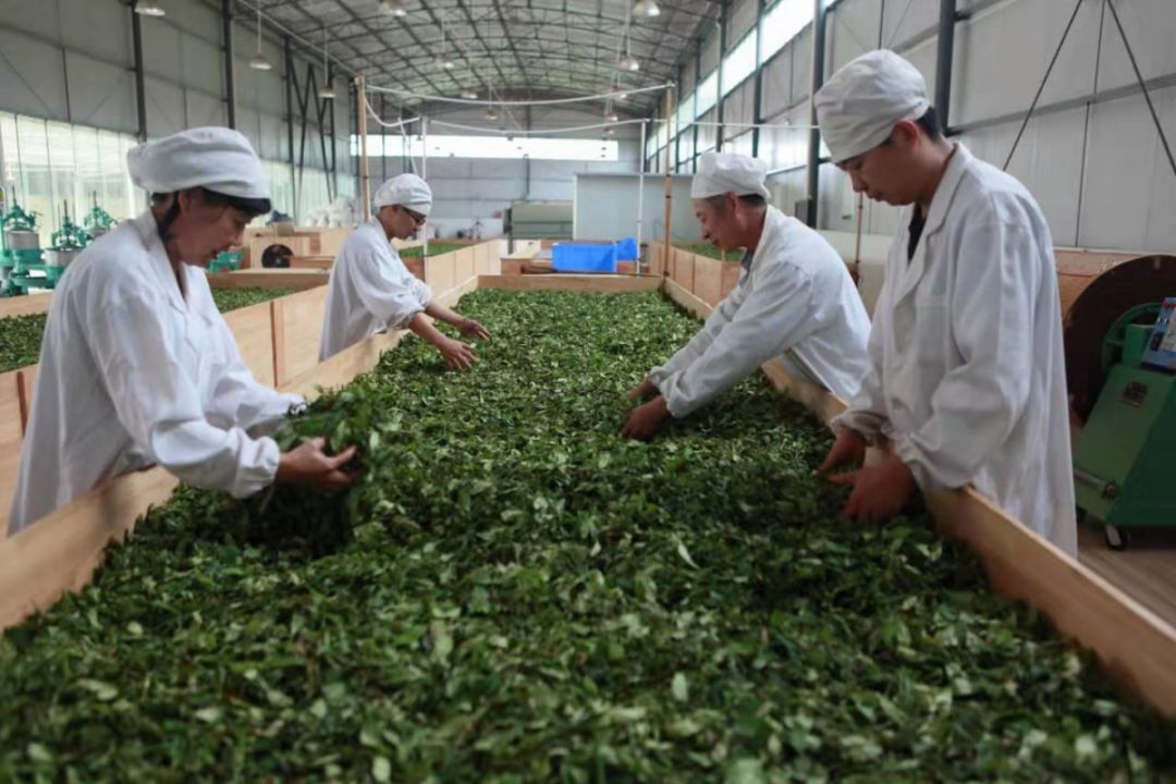 茶凌春富硒有机茶(茶凌春富硒有机茶)-硒宝网