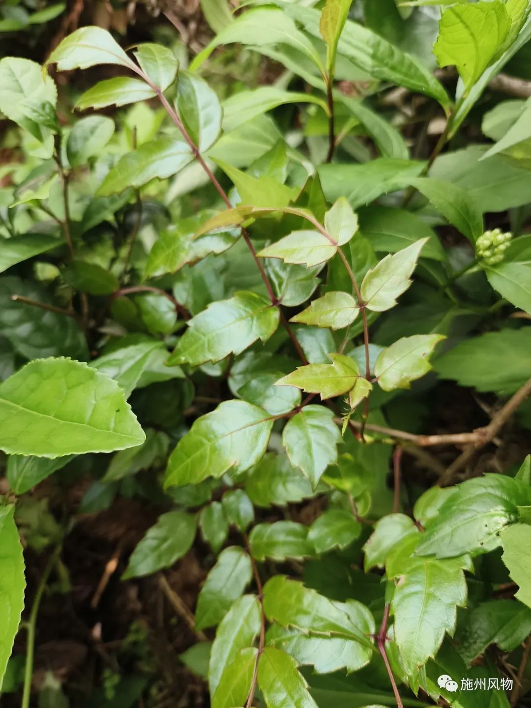 藤茶是不是富硒茶(富硒藤茶是莓茶吗)-硒宝网