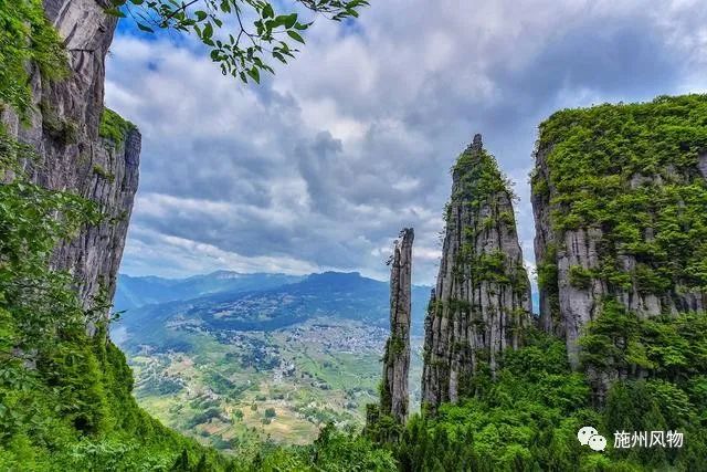 藤茶是不是富硒茶(富硒藤茶是莓茶吗)-硒宝网