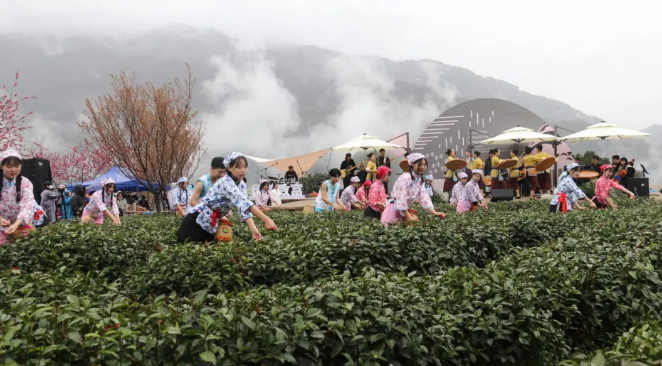 春之茶紫阳富硒茶（紫阳富硒绿茶价格）-硒宝网