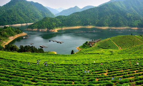 湖南富硒黑茶价格(湖南黑茶价格表)-硒宝网