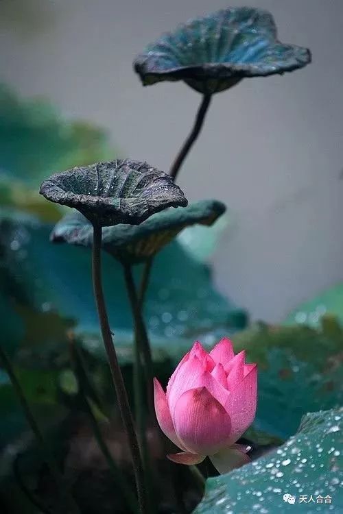 天天喝富硒茶好吗(喝富硒茶有什么坏处)-硒宝网