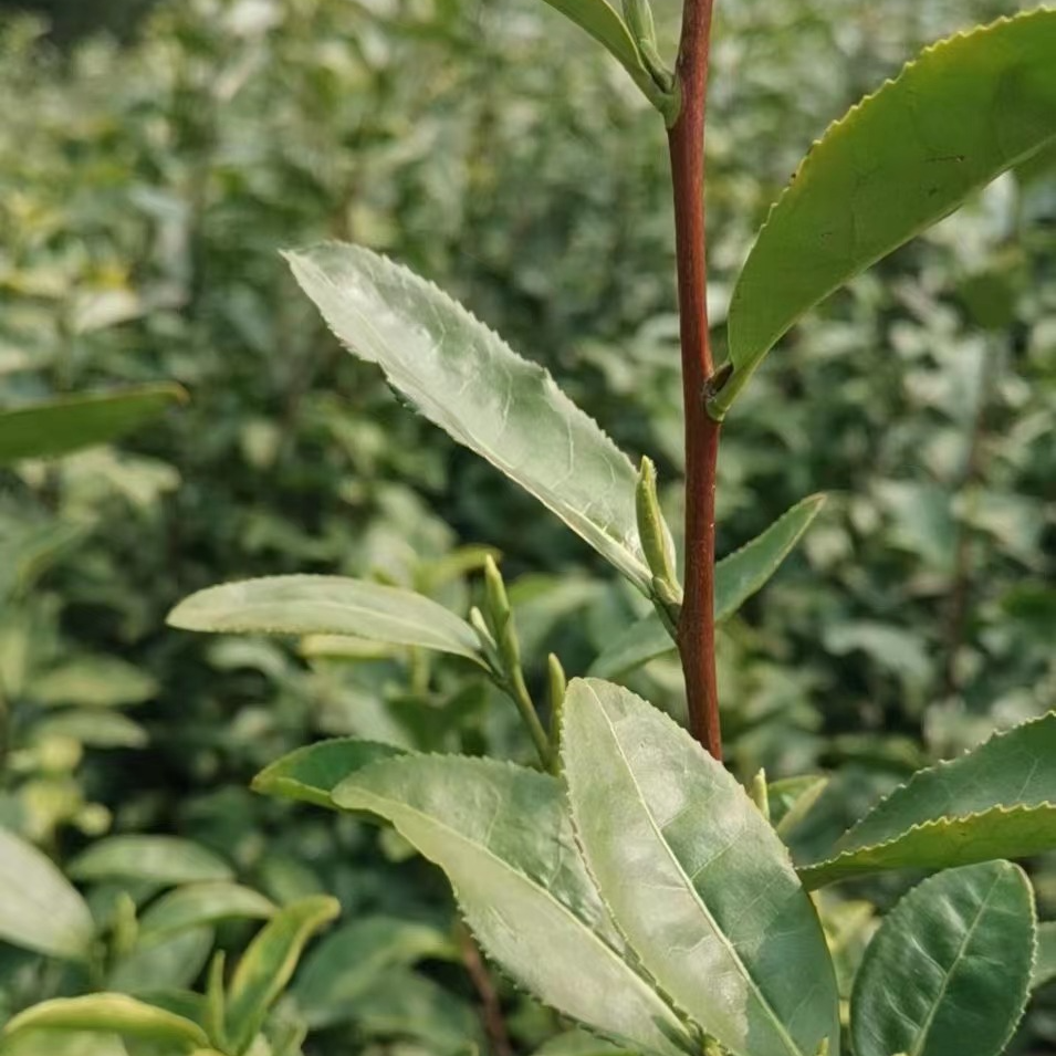 好喝的富硒茶费用（喝富硒茶能补硒吗）-硒宝网