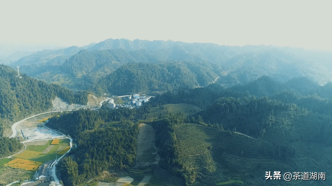 湖南清冽的富硒茶(富硒茶叶)-硒宝网